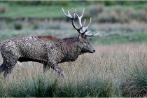 SteCroix 16-09-26 2156   Photos ACG 2016