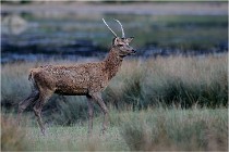 SteCroix 16-09-26 2161   Photos ACG 2016