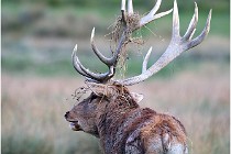 SteCroix 16-09-26 2166   Photos ACG 2016