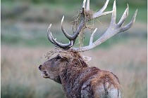 SteCroix 16-09-26 2167   Photos ACG 2016