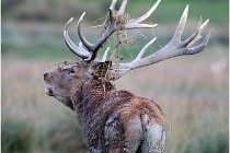 SteCroix 16-09-26 2168   Photos ACG 2016