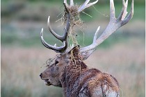 SteCroix 16-09-26 2169   Photos ACG 2016