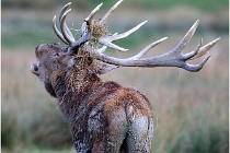 SteCroix 16-09-26 2171   Photos ACG 2016