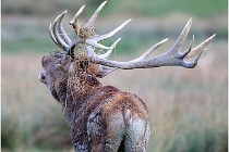 SteCroix 16-09-26 2172   Photos ACG 2016