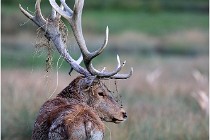 SteCroix 16-09-26 2173   Photos ACG 2016