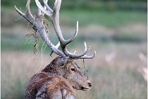 SteCroix 16-09-26 2174   Photos ACG 2016