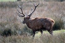 SteCroix 16-09-27 0645   Photos ACG 2016