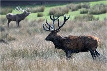 SteCroix 16-09-27 0664   Photos ACG 2016