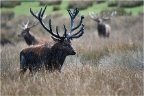 SteCroix 16-09-27 0689   Photos ACG 2016