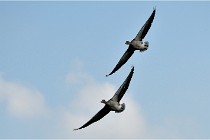 SteCroix 16-09-27 0743   Photos ACG 2016