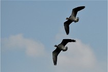 SteCroix 16-09-27 0744   Photos ACG 2016