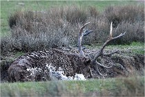 SteCroix 16-09-27 0798   Photos ACG 2016