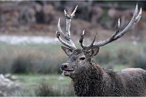 SteCroix 16-09-27 0898   Photos ACG 2016