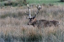 SteCroix 16-09-27 0937   Photos ACG 2016