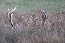 SteCroix 16-09-27 0979   Photos ACG 2016