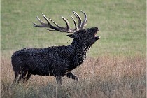 SteCroix 16-09-27 1017   Photos ACG 2016