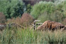 SteCroix 16-09-28 0018   Photos ACG 2016