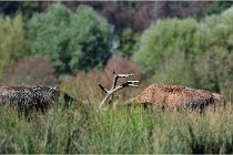 SteCroix 16-09-28 0019   Photos ACG 2016