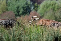 SteCroix 16-09-28 0020   Photos ACG 2016