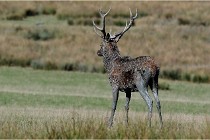 SteCroix 16-09-28 0048   Photos ACG 2016