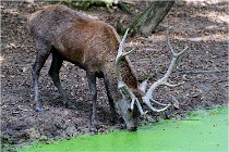 SteCroix 16-09-28 0052   Photos ACG 2016