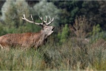 SteCroix 16-09-28 0122   Photos ACG 2016