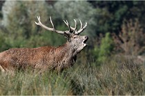 SteCroix 16-09-28 0122a   Photos ACG 2016