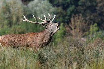 SteCroix 16-09-28 0123   Photos ACG 2016