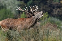 SteCroix 16-09-28 0126   Photos ACG 2016