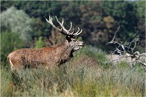 SteCroix 16-09-28 0127   Photos ACG 2016