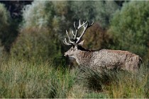 SteCroix 16-09-28 0143   Photos ACG 2016