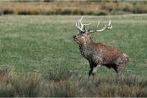 SteCroix 16-09-28 0188   Photos ACG 2016