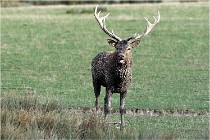 SteCroix 16-09-28 0202   Photos ACG 2016