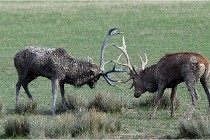 SteCroix 16-09-28 0221   Photos ACG 2016