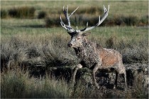 SteCroix 16-09-28 0232   Photos ACG 2016