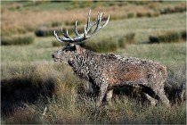 SteCroix 16-09-28 0235   Photos ACG 2016