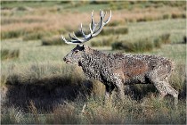 SteCroix 16-09-28 0236   Photos ACG 2016