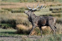 SteCroix 16-09-28 0267   Photos ACG 2016