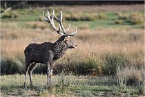 SteCroix 16-09-28 0293   Photos ACG 2016