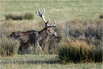 SteCroix 16-09-28 0331   Photos ACG 2016