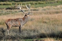 SteCroix 16-09-28 0339   Photos ACG 2016