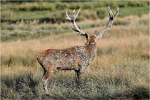 SteCroix 16-09-28 0346   Photos ACG 2016