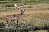 SteCroix 16-09-28 0348   Photos ACG 2016