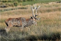 SteCroix 16-09-28 0357   Photos ACG 2016