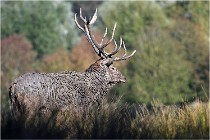 SteCroix 16-09-28 1122   Photos ACG 2016