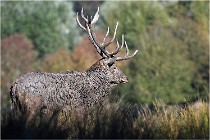 SteCroix 16-09-28 1125   Photos ACG 2016