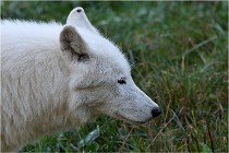 SteCroix 16-09-28 1151   Photos ACG 2016