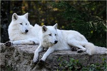 SteCroix 16-09-28 1163   Photos ACG 2016