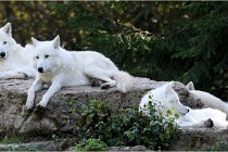 SteCroix 16-09-28 1171   Photos ACG 2016