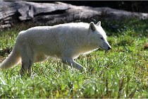 SteCroix 16-09-28 1182   Photos ACG 2016